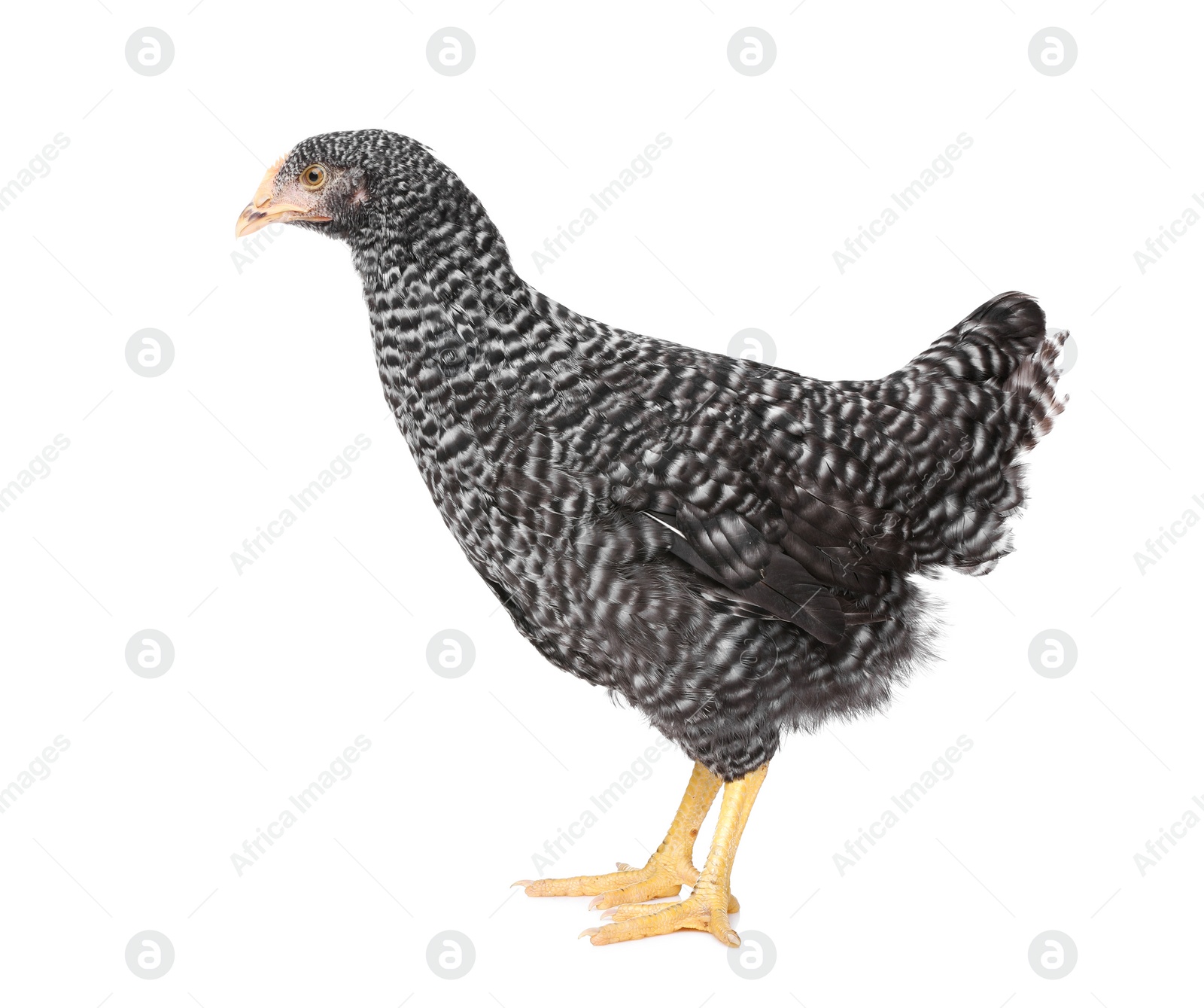 Photo of Beautiful chicken on white background. Domestic animal