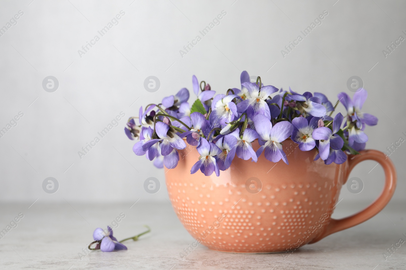 Photo of Beautiful wood violets in cup on light table, space for text. Spring flowers