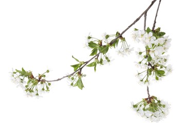 Photo of Spring branch with beautiful blossoms and leaves isolated on white