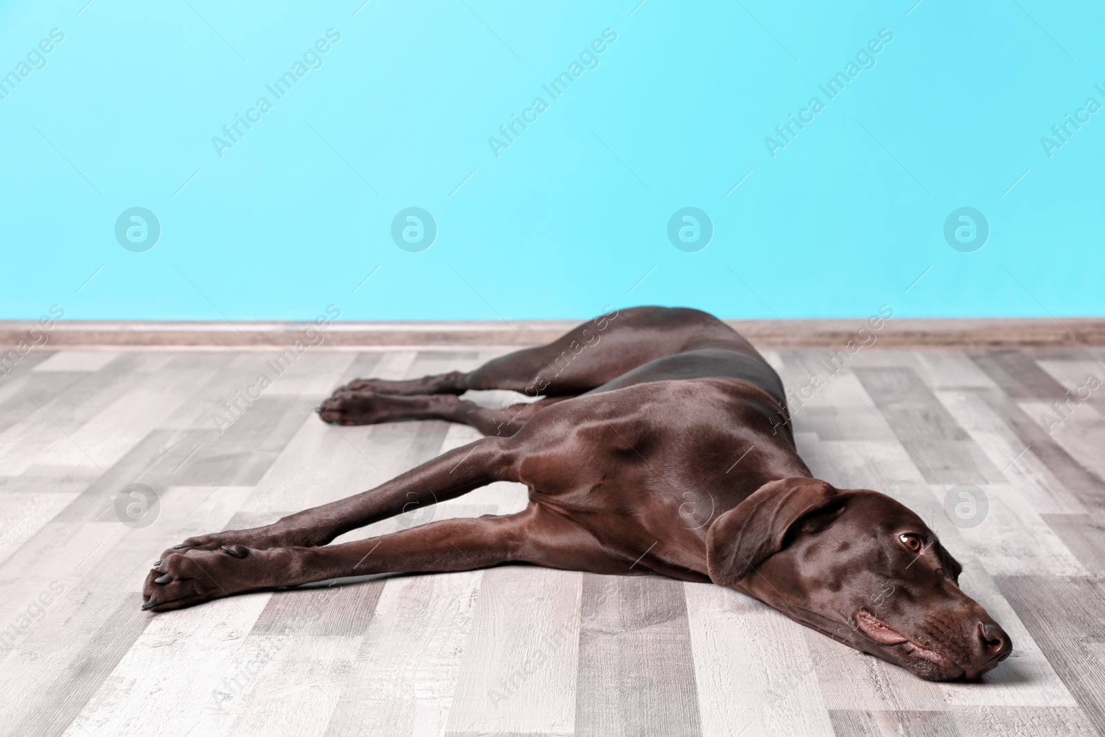 Photo of German Shorthaired Pointer dog lying on floor