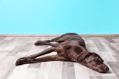 German Shorthaired Pointer dog lying on floor