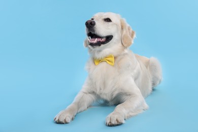 Photo of Cute Labrador Retriever with stylish bow tie on light blue background. Space for text