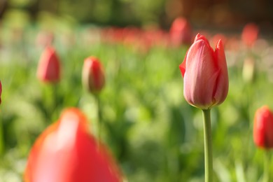 Photo of Beautiful red tulips growing outdoors on sunny day, closeup. Space for text