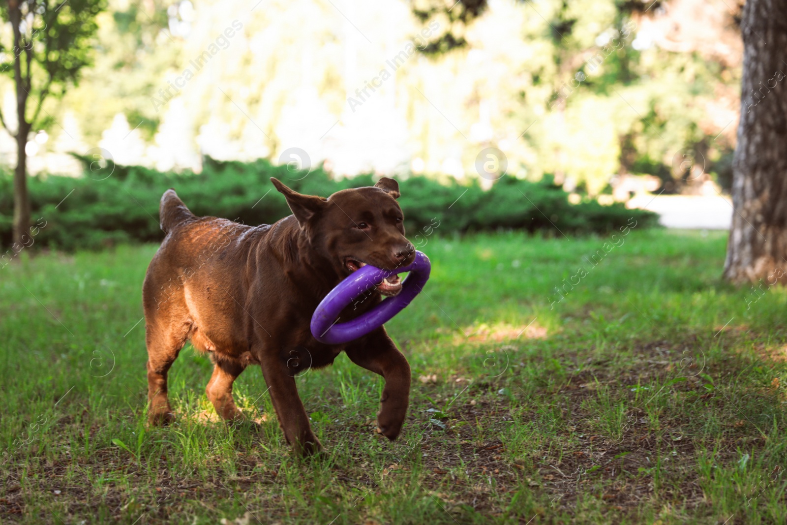 Photo of Funny Chocolate Labrador Retriever with toy in green summer park