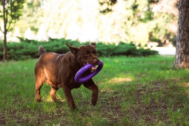 Funny Chocolate Labrador Retriever with toy in green summer park