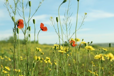 Photo of Beautiful flowers growing in meadow on sunny day