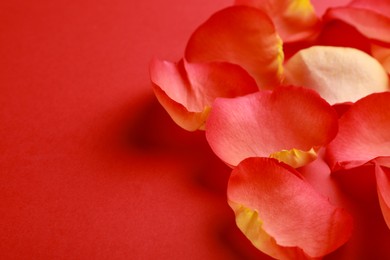 Photo of Beautiful fresh rose petals on red background, closeup. Space for text