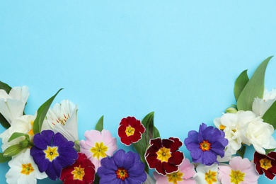 Photo of Primrose Primula Vulgaris flowers on light blue background, top view with space for text. Spring season