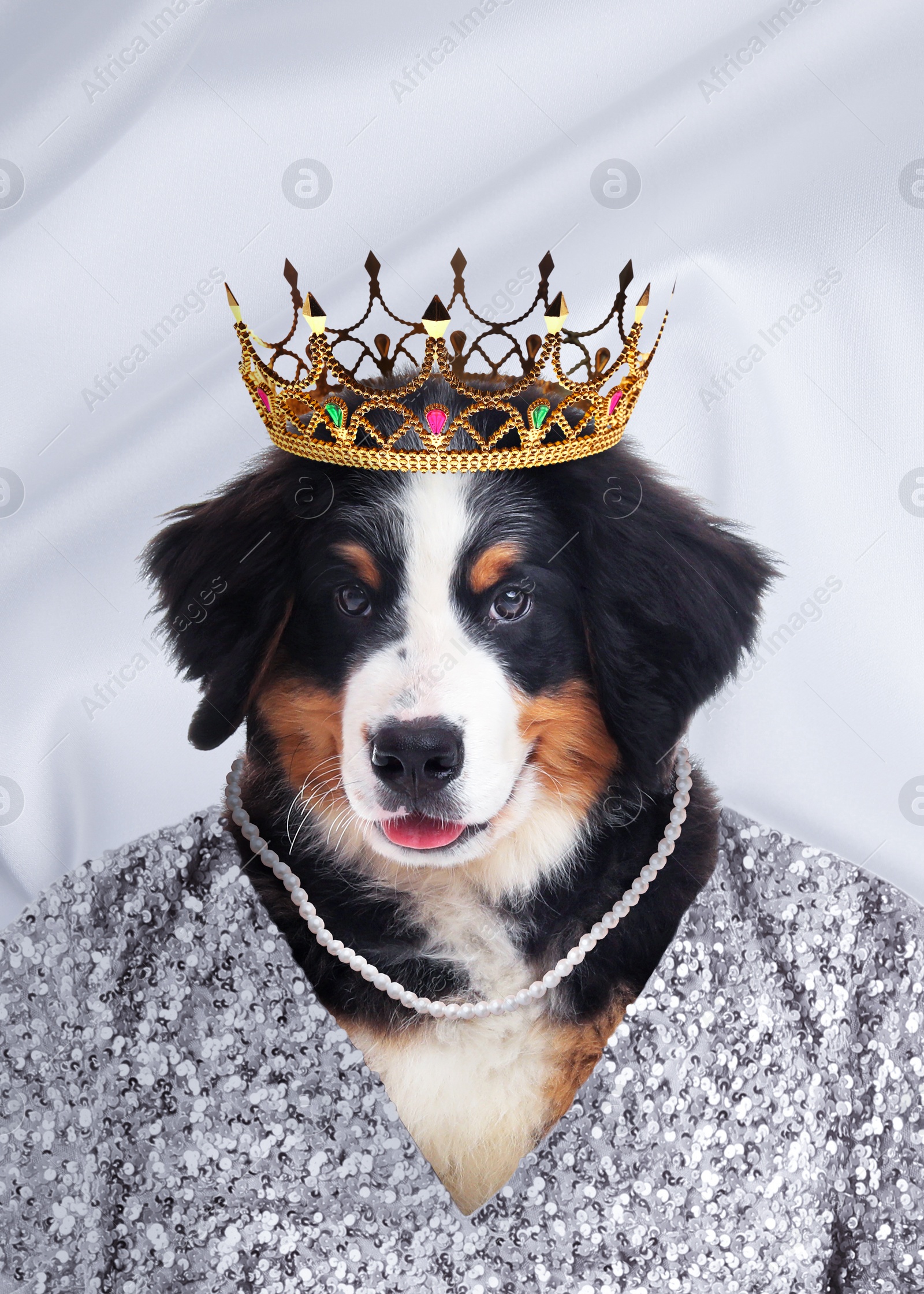 Image of  Bernese Mountain dog dressed like royal person against white background