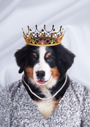 Image of  Bernese Mountain dog dressed like royal person against white background