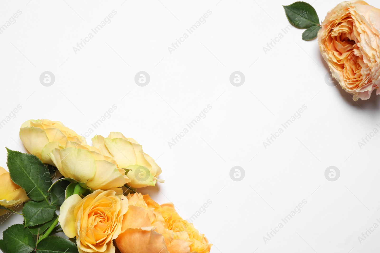 Photo of Composition of beautiful flowers and space for text on white background, top view. Floral card design