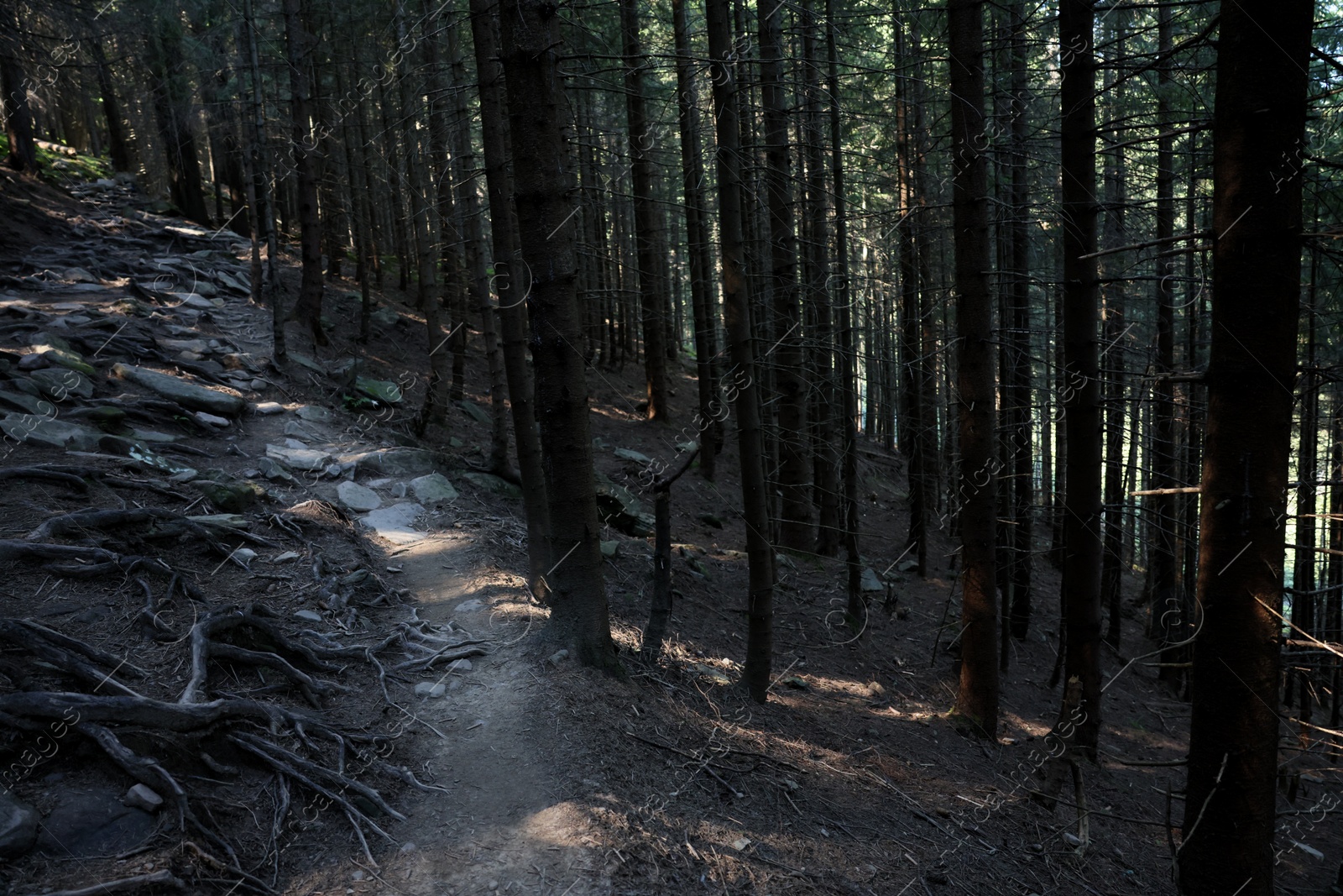 Photo of Picturesque view of pathway in beautiful coniferous forest