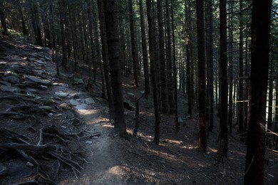 Picturesque view of pathway in beautiful coniferous forest