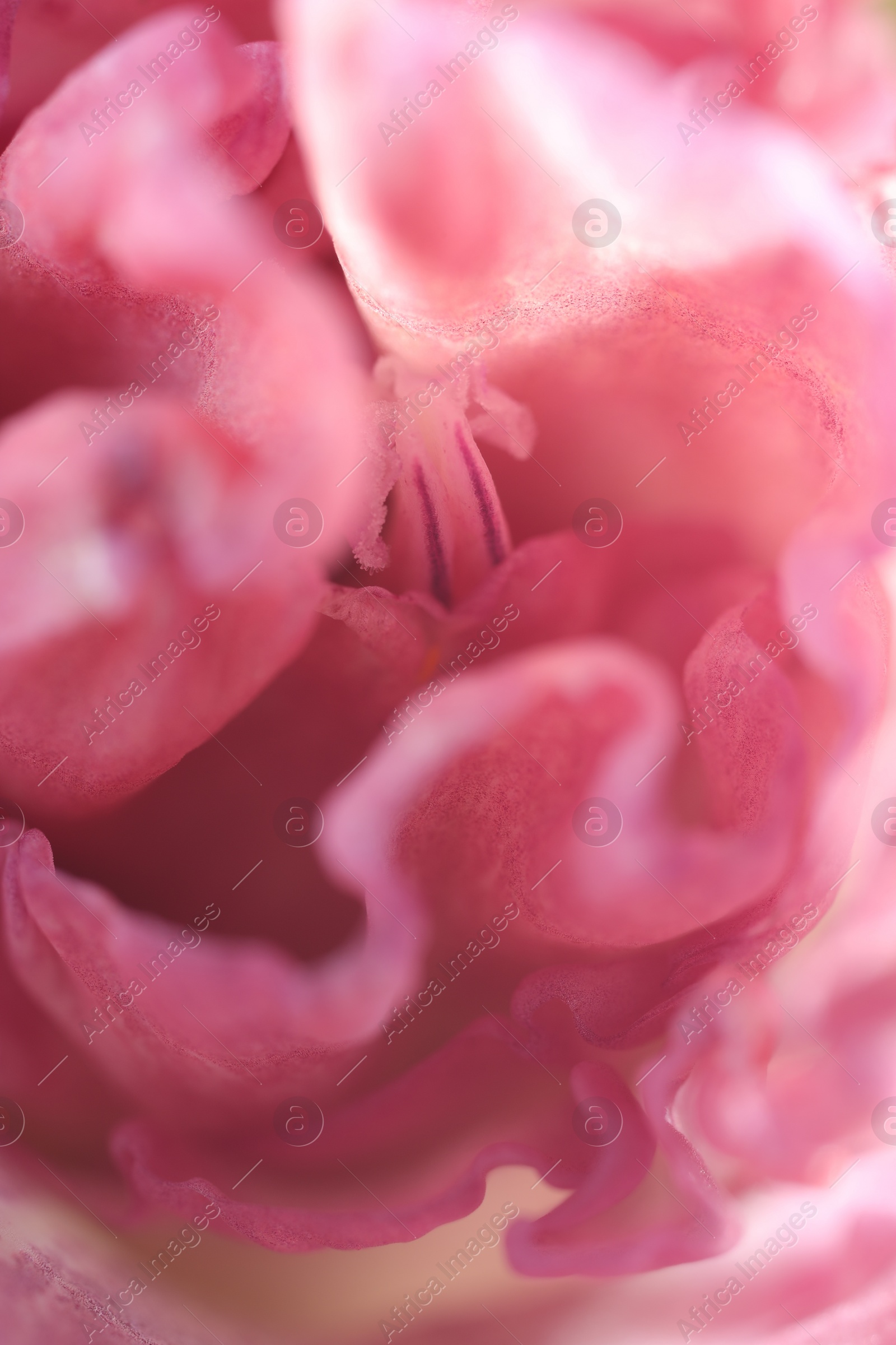 Photo of Beautiful pink Tulip flower as background, macro view