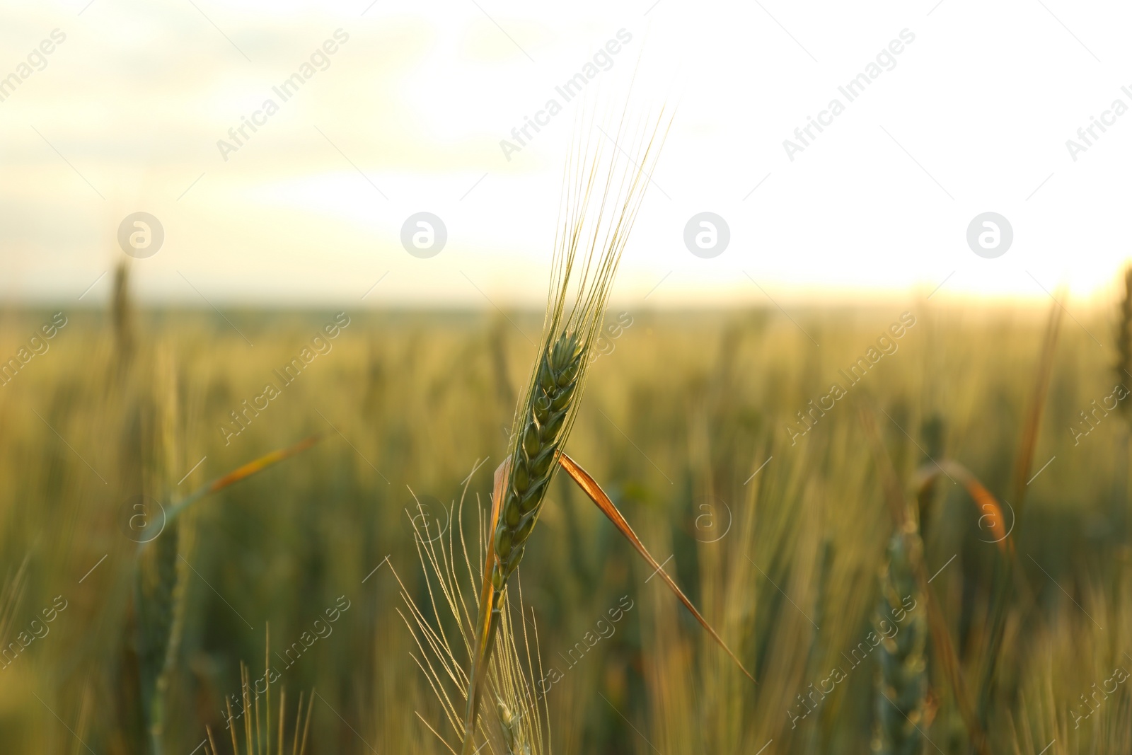 Photo of Wheat field at sunset, closeup. Amazing nature in summer