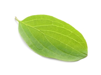 Photo of Beautiful spring green leaf on white background