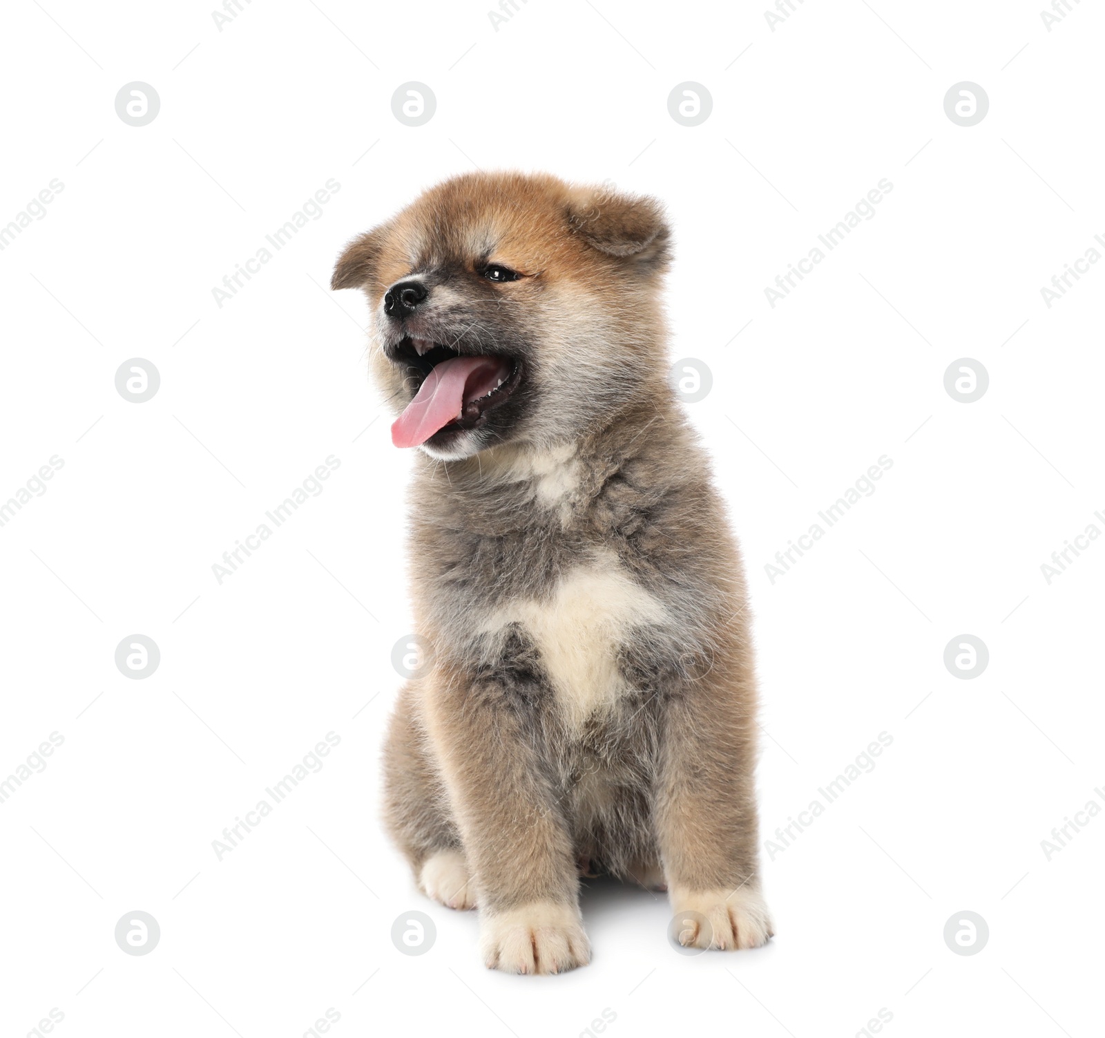 Photo of Adorable Akita Inu puppy on white background