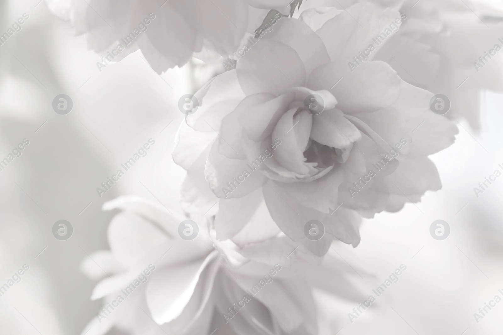 Image of Beautiful sakura blossom on blurred background, closeup