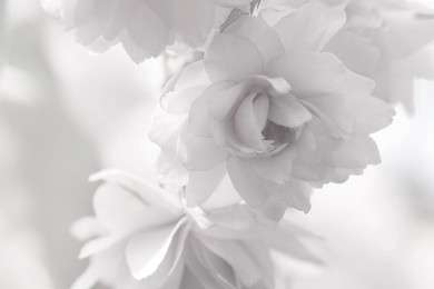 Beautiful sakura blossom on blurred background, closeup