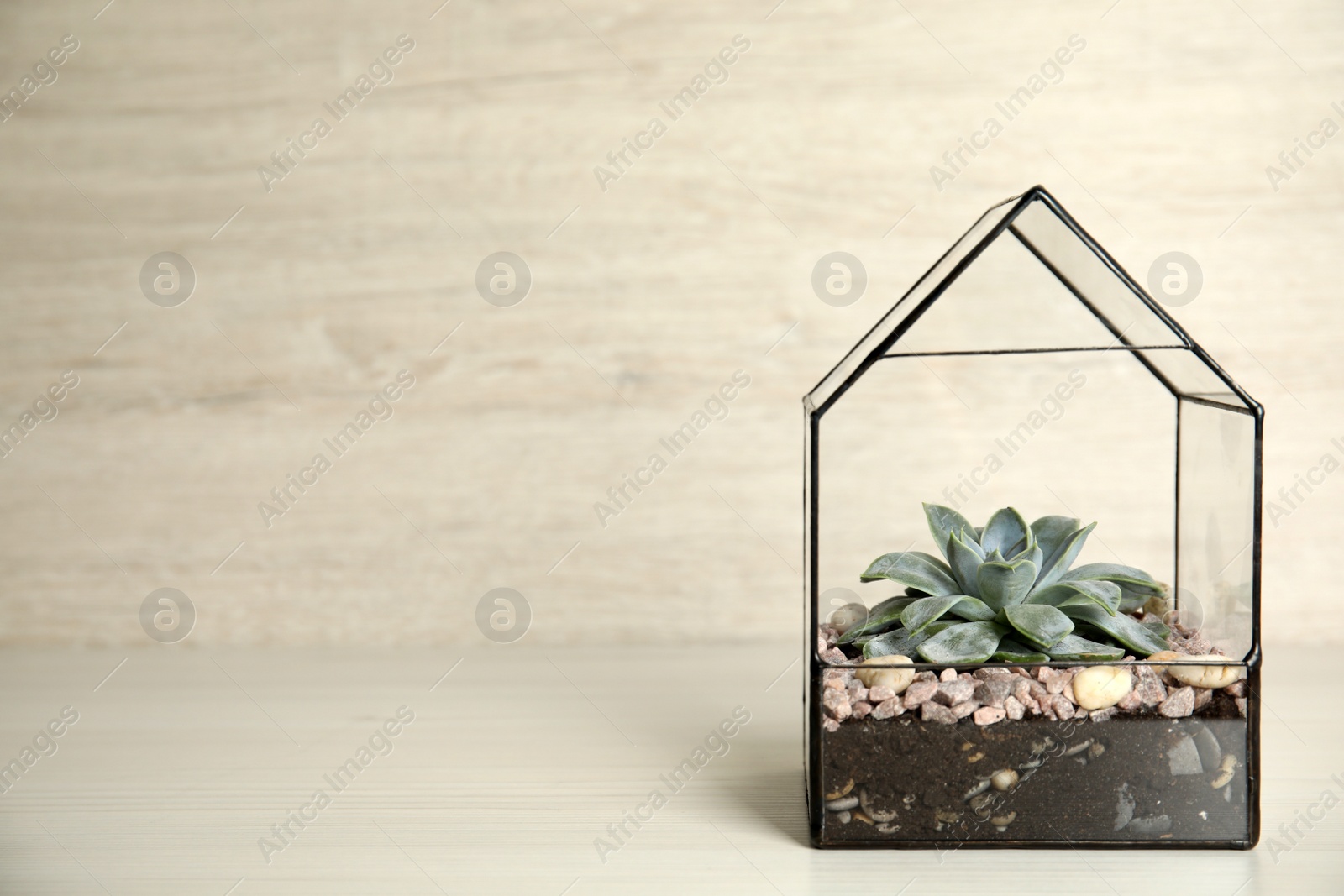 Photo of Beautiful florarium with succulent on wooden table against white background, space for text