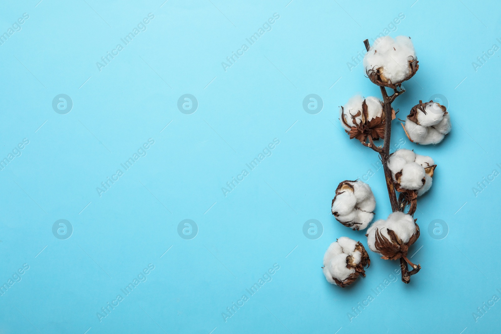 Photo of Flat lay composition with cotton flowers on blue background. Space for text