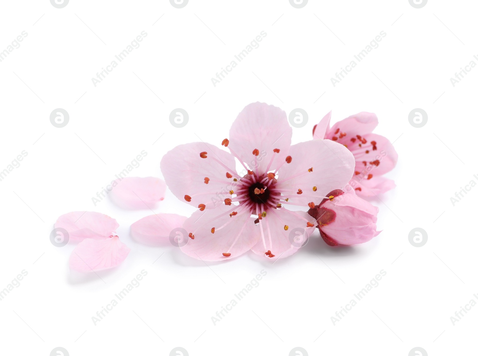 Photo of Beautiful pink cherry tree blossoms isolated on white