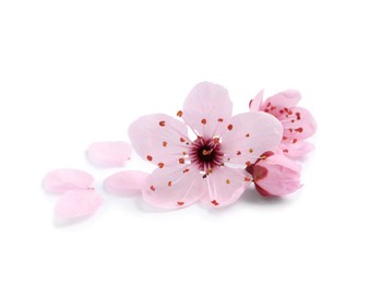 Beautiful pink cherry tree blossoms isolated on white