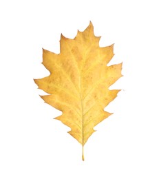Photo of Autumn season. One yellow leaf isolated on white