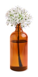Photo of Bottle of essential oil and garlic chives flowers on white background
