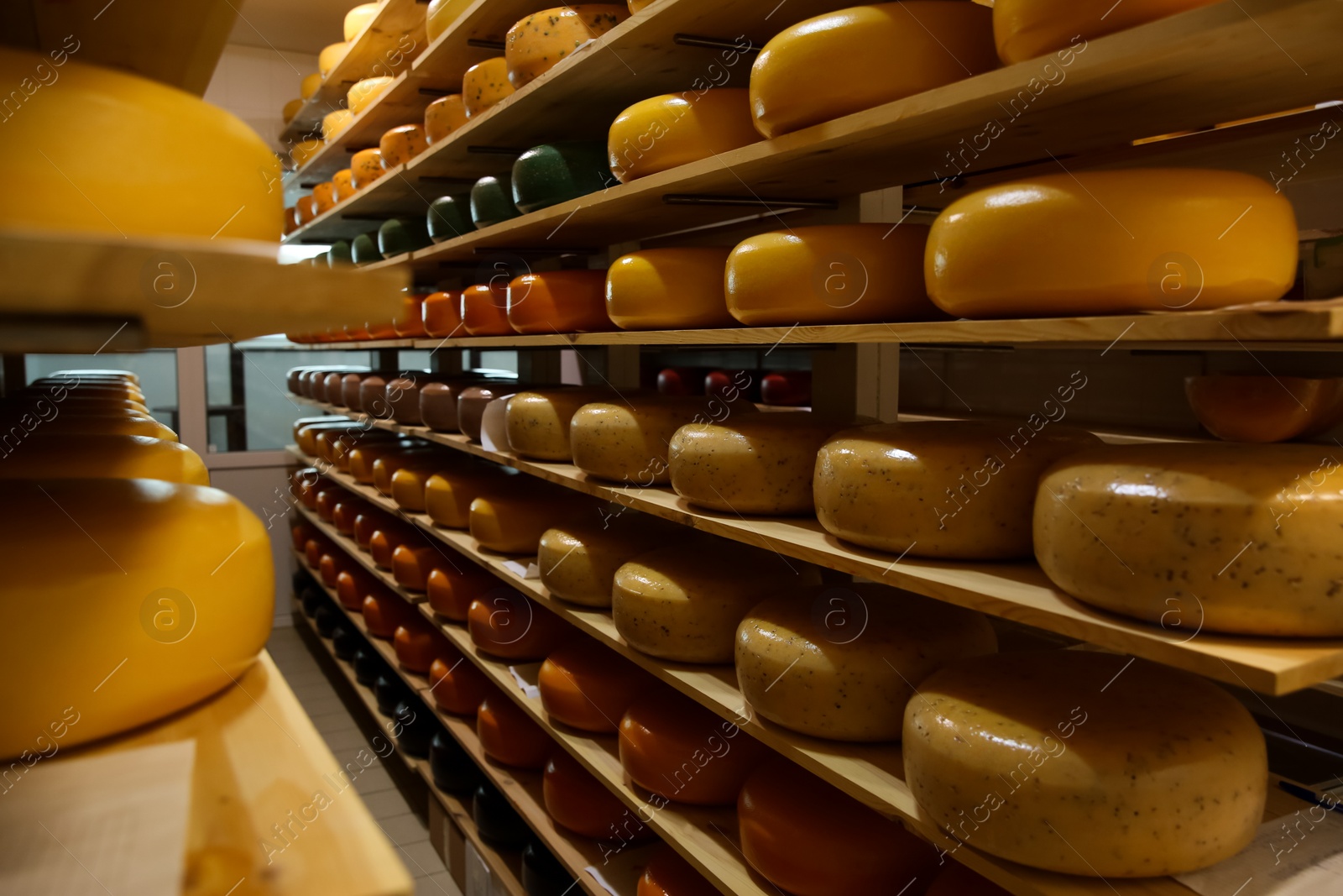 Photo of Fresh cheese heads on rack in factory warehouse