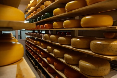 Photo of Fresh cheese heads on rack in factory warehouse