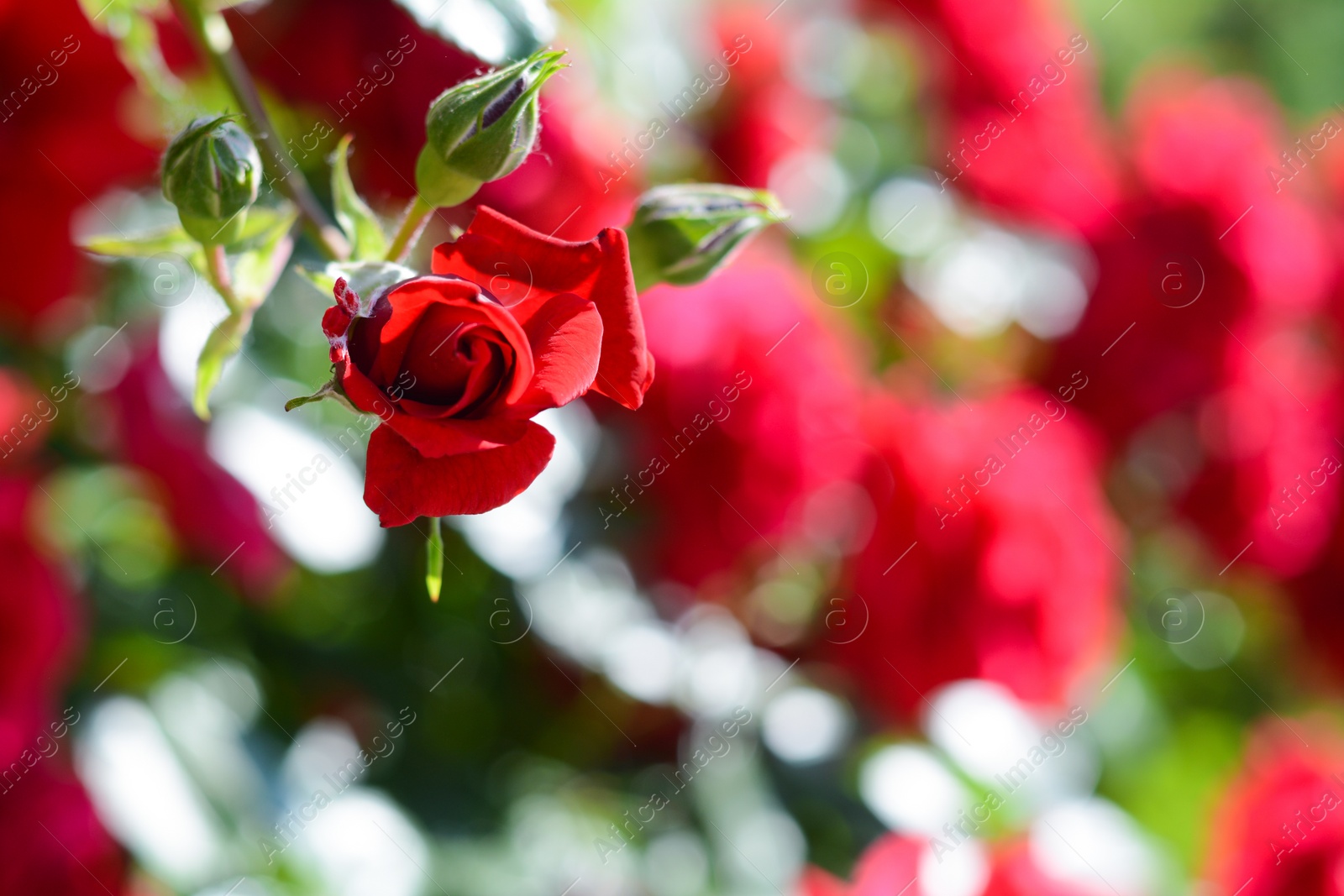 Photo of Beautiful blooming rose bush outdoors on sunny day, closeup. Space for text