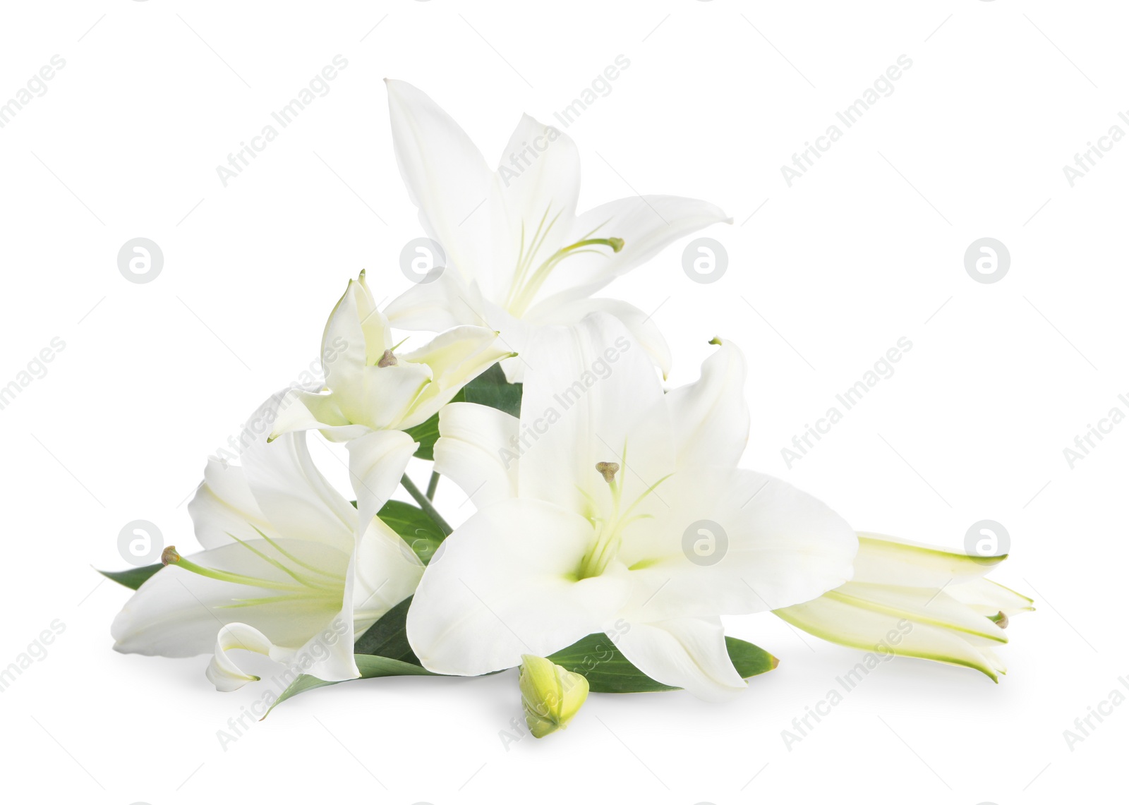 Photo of Beautiful fresh lily flowers isolated on white