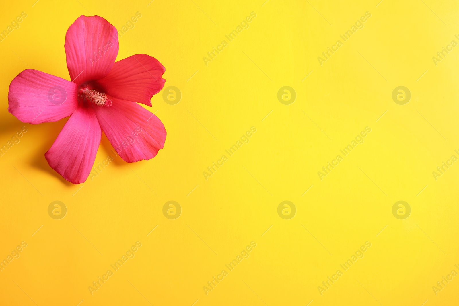 Photo of Beautiful tropical Hibiscus flower on color background with space for design, top view