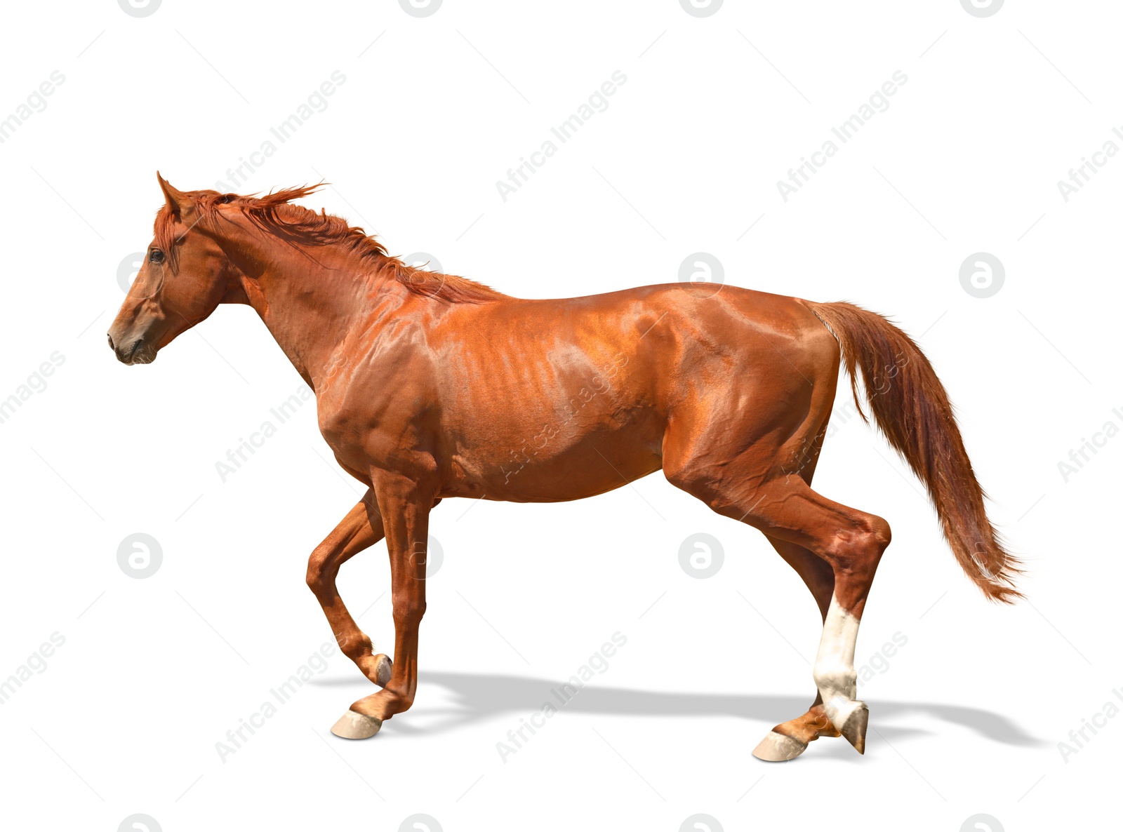 Image of Chestnut horse walking on white background. Beautiful pet  