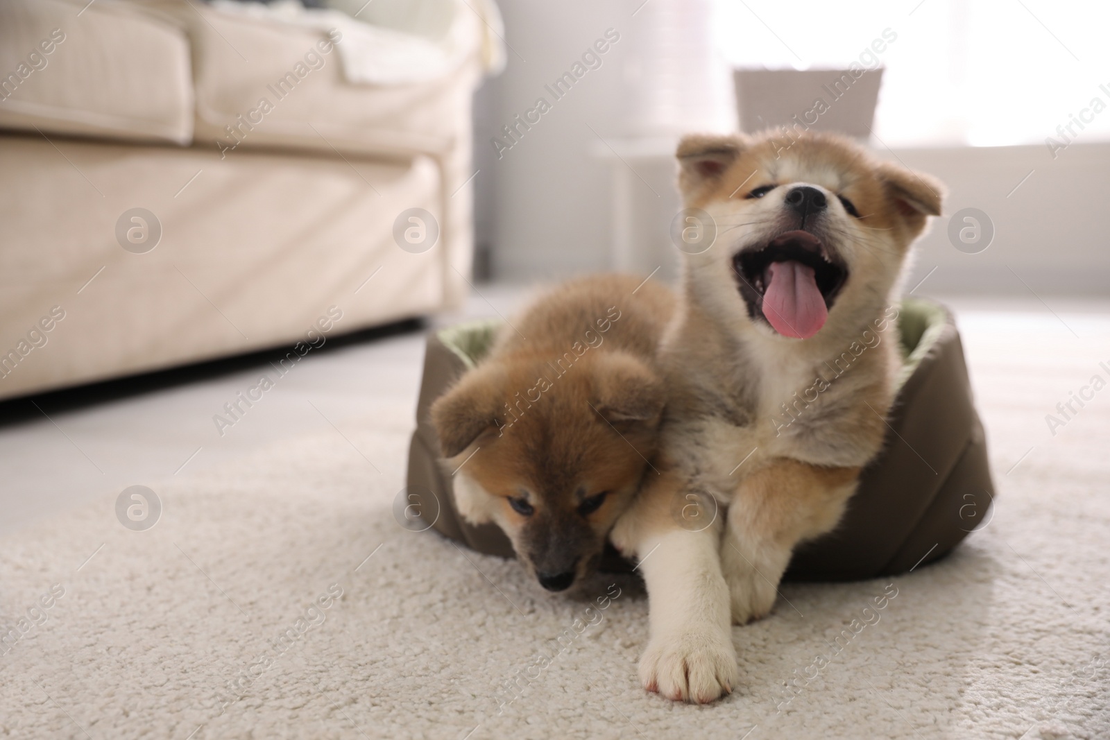 Photo of Adorable Akita Inu puppies in dog bed indoors