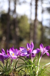 Fresh purple crocus flowers growing in spring forest