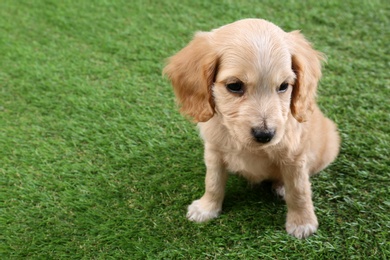 Cute English Cocker Spaniel puppy on green grass. Space for text