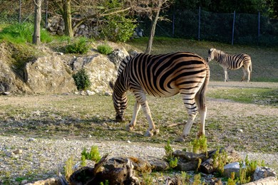 Beautiful zebra grazing in conservation area outdoors