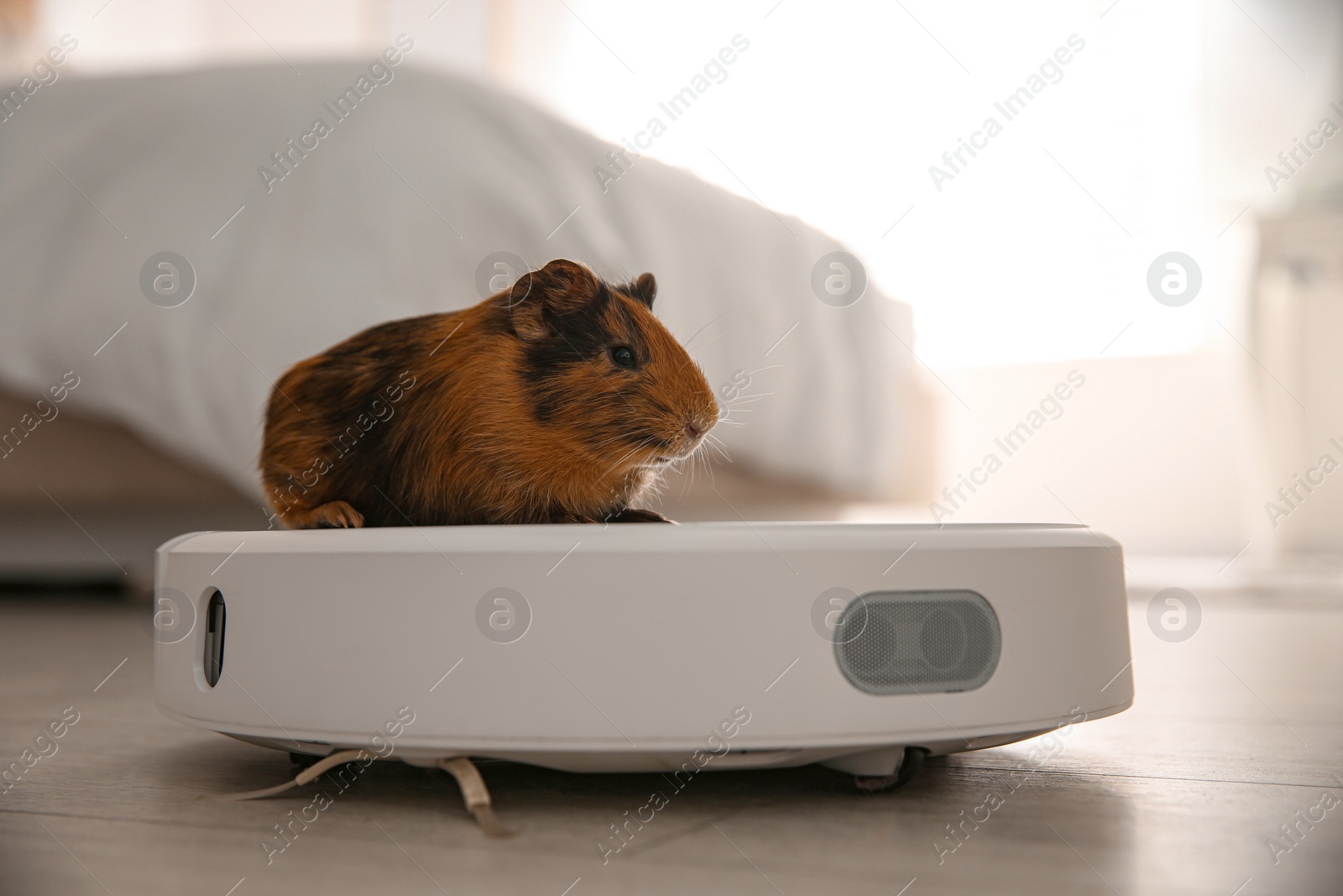 Photo of Modern robotic vacuum cleaner and guinea pig on floor at home