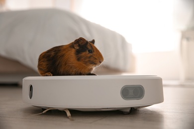 Modern robotic vacuum cleaner and guinea pig on floor at home