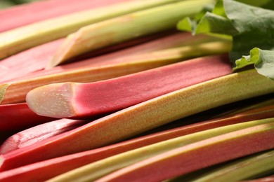 Photo of Many ripe rhubarb stalks as background, closeup