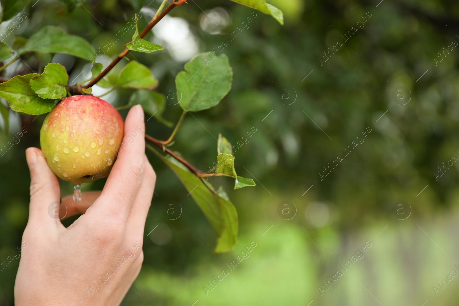 Photo of Woman picking ripe apple from tree in garden, closeup