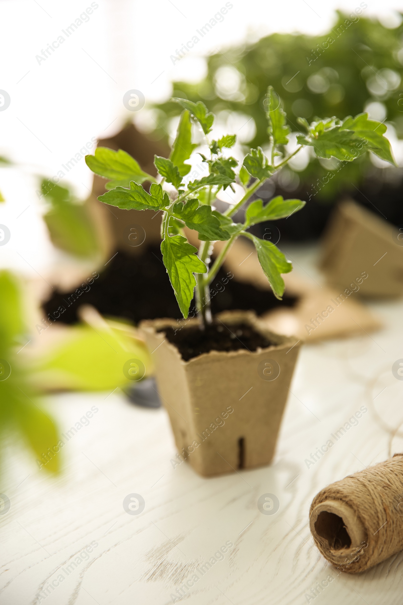 Photo of Green tomato seedling in peat pot on white wooden table