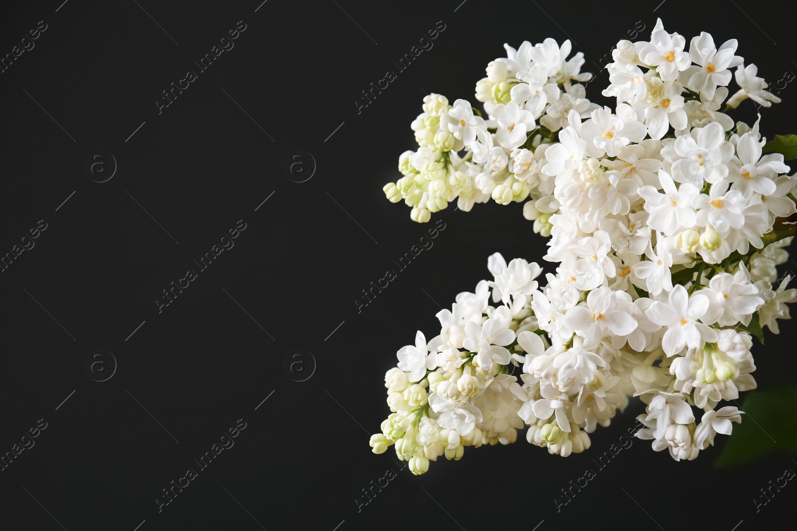 Photo of Beautiful blossoming lilac on dark background. Spring flowers