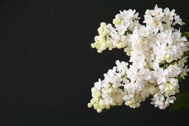 Beautiful blossoming lilac on dark background. Spring flowers