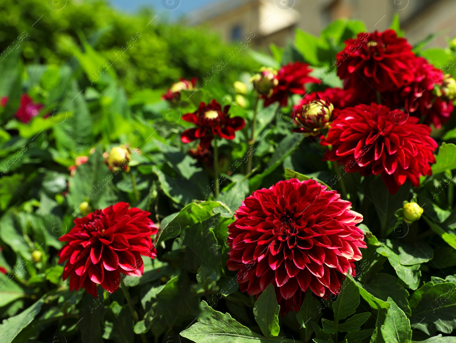 Photo of Closeup view of beautiful dahlia flowers outdoors on sunny day