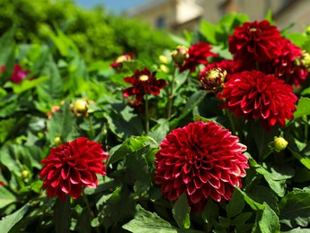 Closeup view of beautiful dahlia flowers outdoors on sunny day