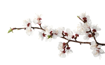 Branch with beautiful fresh spring flowers on white background