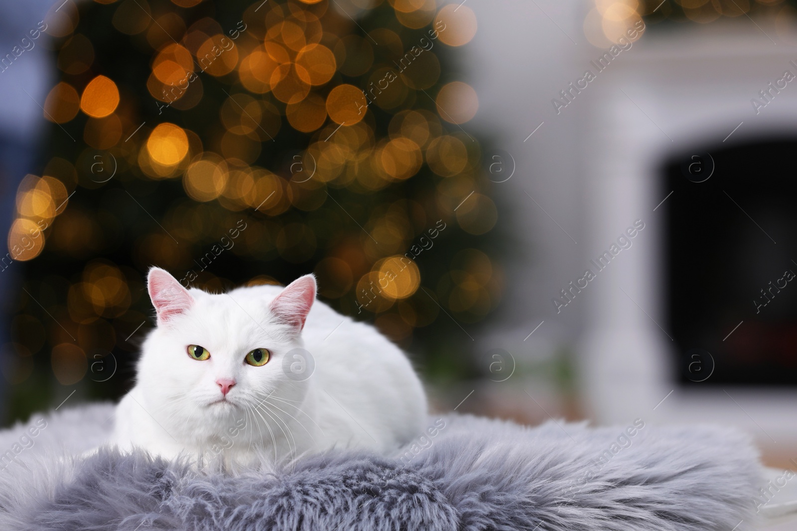 Photo of Christmas atmosphere. Cute cat lying on fur rug in cosy room. Space for text